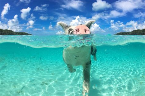 The Best Swimming with Pigs Tours in the Bahamas